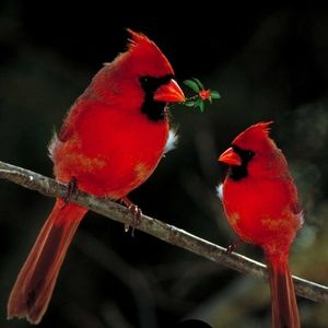 Meet your Posher, Robin